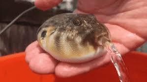 Fugu fish japanese puffer fish vector sketch drawing. A Puffer Depuffering Damnthatsinteresting