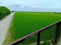 Sekinchan antara salah satu tempat menarik yang ada kat selangor. Makan Angin Di Sawah Padi Sekinchan