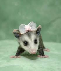 Baby Opossum With A Bow Baby Possum Baby Opossum Funny Animals