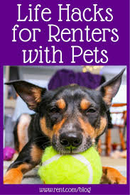 Apartment Life Hacks For Renters With Pets Rent Com Blog Pet Hacks Apartment Life Hacks Pets