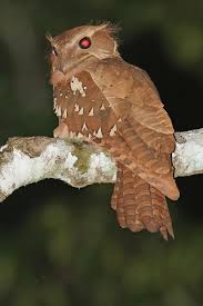 The least frequently recorded of the three species. Large Frogmouth Animal Database Fandom
