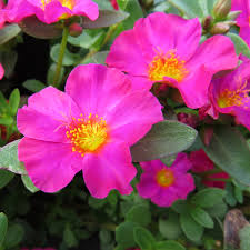 Image result for Portulaca