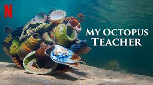 My octopus teacher release date: My Octopus Teacher 2020 Photo Gallery Imdb