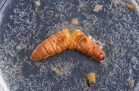 All pest control products like insecticides are harmful or dangerous for human health and are not good for other living organisms so these pest control products are bad in this case. Beneficial Nematodes For Gardening How Do Beneficial Nematodes Work