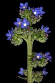 Image result for Anchusa capensis