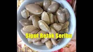 Ada 20 gudang lagu retak seribu terbaru, klik salah satu untuk download lagu mudah dan cepat. Siput Retak Seribu Masak Ala Ala Tom Yam Youtube