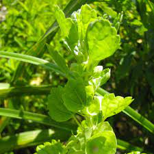 Bells Of Ireland Green Hope Farm Flower Essences
