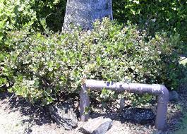 Image result for Hypertelis umbellata