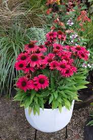 Plant Growers Australia - Echinacea Pomegranate