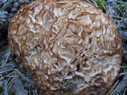 Sporassis Crispa Cauliflower Mushroom Edible Pilze Krause Glucke