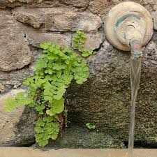 Image result for Adiantum capillus-veneris