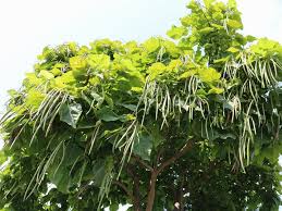 Image result for Catalpa