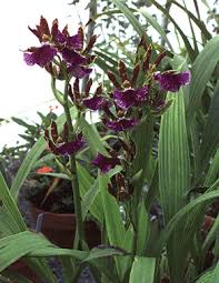 Image result for Orchidaceae