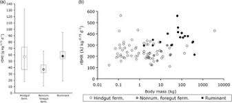 These are the future foregut and hindgut, respectively. Evolutionary Adaptations Of Ruminants And Their Potential Relevance For Modern Production Systems Animal Cambridge Core