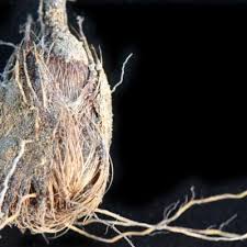 Image result for Gladiolus permeabilis