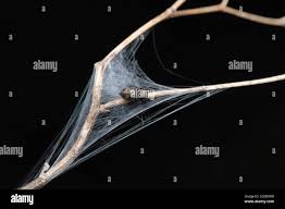 Jumping spider, Binor albomaculatus, Satara, Maharashtra, India Stock Photo  - Alamy