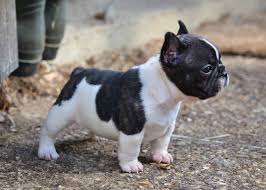 The french bulldog is a top heavy breed. French Bulldog Info Size Temperament Lifespan Puppies Pictures
