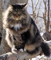 Maine Coon Kitties