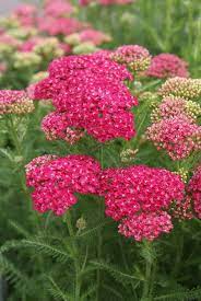 Achillea Millefolium Saucy Seduction Flower Garden Flowers Perennials Yarrow Plant
