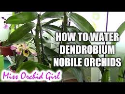 How To Water Dendrobium Nobile Orchids Tips For Healthy Orchids Dendrobium Nobile Dendrobium Orchids Care Orchids