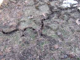 We did not find results for: What You Need To Know About Moles And Voles Diy