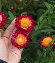 Image result for Helichrysum globosum