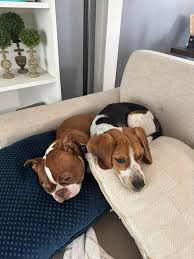 Best friends. ❤️ As long as the Boston Terrier is sleeping and doesn't  realize the Beagle has planted herself