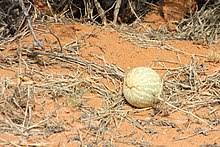 Melon Plante Wikipedia