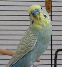 How the blackface budgie got revived!!!!thanks for watching! Yellowface I Budgerigar Mutation Wikipedia