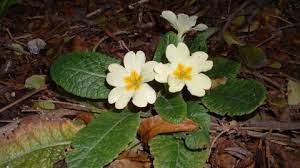 Primrose Essex Wildlife Trust