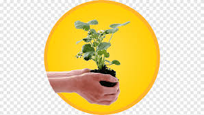 Dingin saja tidak cukup untuk membuat tanaman tersebut bisa hidup dan berkembang secara baik (apalagi jika maudi komersialkan) beberapa jenis tanaman. Strawberry Plant Siklus Hidup Biologis Ekologi Bibit Stroberi Botani Makanan Png Pngegg