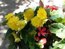 Lovely Yellow Tuberous Begonia In A Pot Out Front Flower Pots Tuberous Begonia Begonia