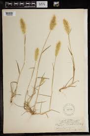 Image result for Polypogon schimperianus