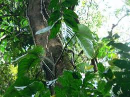 Image result for Culcasia orientalis