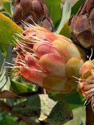 Image result for Protea welwitschii