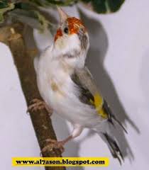 صور لكل أنواع الطفرات عند طائر الحسون animals blog posts bird