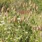 Volunteer Event to Help Cut Wildflower Meadows at event image