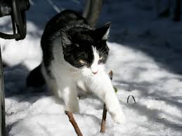 Wassereintritt durchs dach, löcher in der dachhaut? Hintergrundbilder Weiss Schnee Winter Nase Whiskers Vorsicht Wetter Wirbeltier Katze Wie Saugetier Kleine Bis Mittelgrosse Katzen 1600x1200 Wallhaven 602830 Hintergrundbilder Wallhere