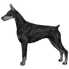 The doberman pinscher and the miniature pinscher sure look very similar. Doberman Pinscher Dog Breed Information