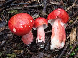 Image result for Russula flavida