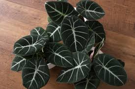 This plant comes from the asiatic tropics, so she loves all the humidity that you can give her. Pin On P L A N T S F L O W E R S