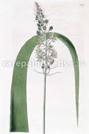 Image result for Albuca virens