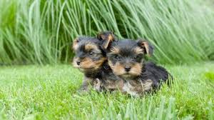 Norwich terrier welpen und nachzuchten. Yorkshire Terrier Welpen Welpenknigge De