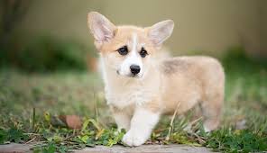 Maybe you would like to learn more about one of these? Corgi Puppies Ownership Guide Purina Australia