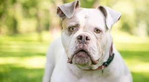 Miniature bulldogs enjoy mixing with other dogs and household pets. English Bulldog Mixes 20 Unique Crossbreeds With Pictures