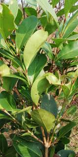 Image result for Garcinia huillensis