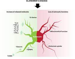 Frontiers Astrocytes Contribution To Adult Neurogenesis In Physiology And Alzheimer S Disease Cellular Neuroscience