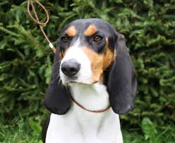 Image result for jurský honič