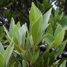 Image result for Cryptocarya transvaalensis