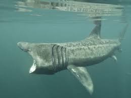 By our suggestions above, we hope that you can found how many teeth does a basking shark have for you.please don't forget to share your. Is The Basking Shark A Vegetarian